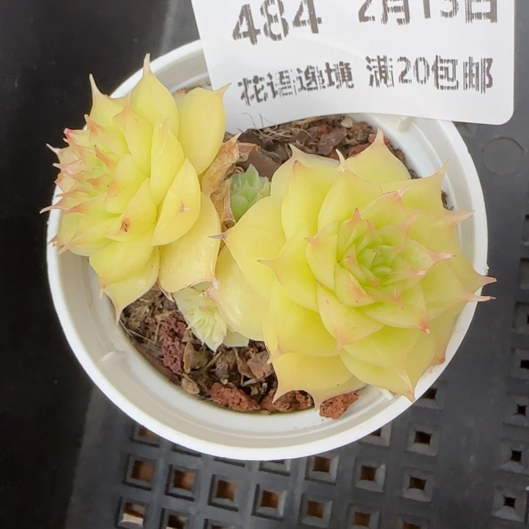 花语逸境0213-484
