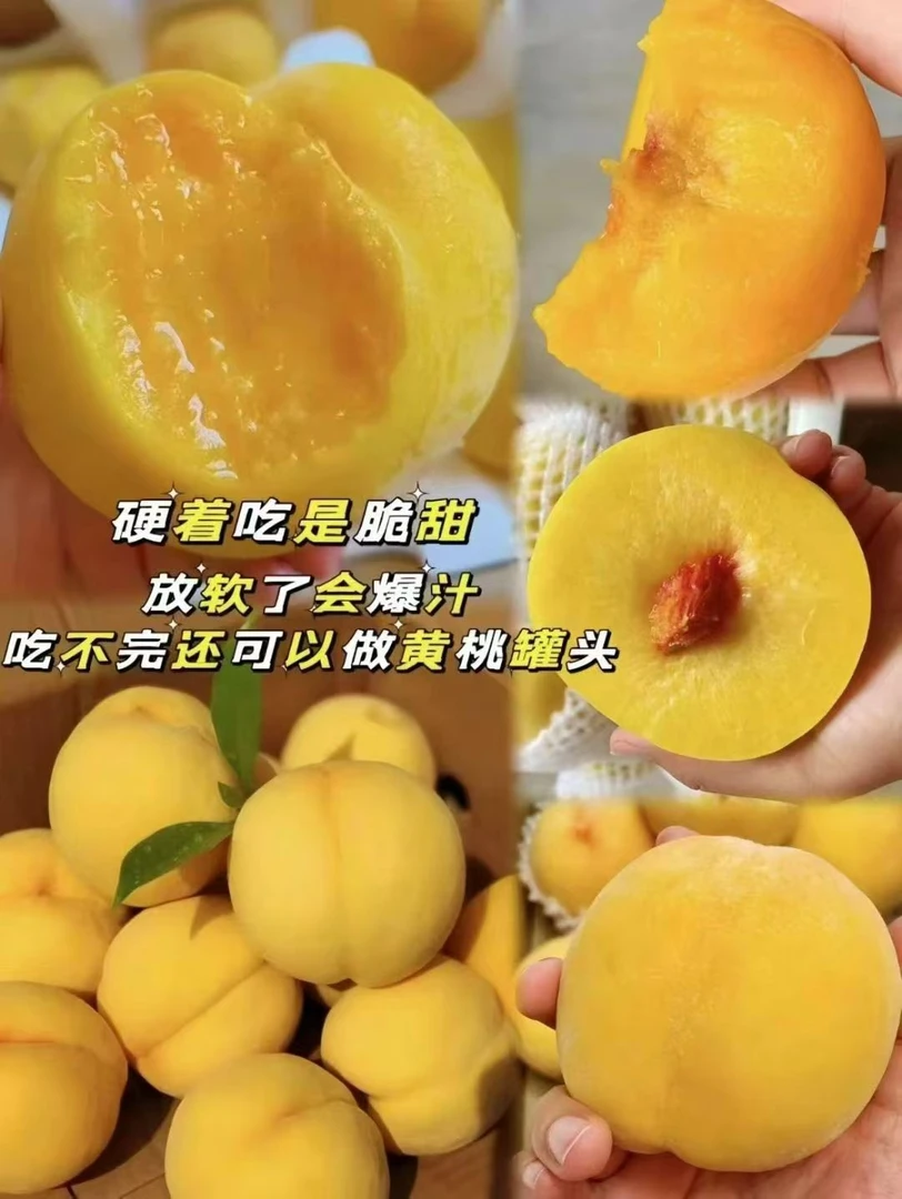 上溪高山黄桃 新鲜应季香甜多汁蜜桃黄桃果园直发包邮