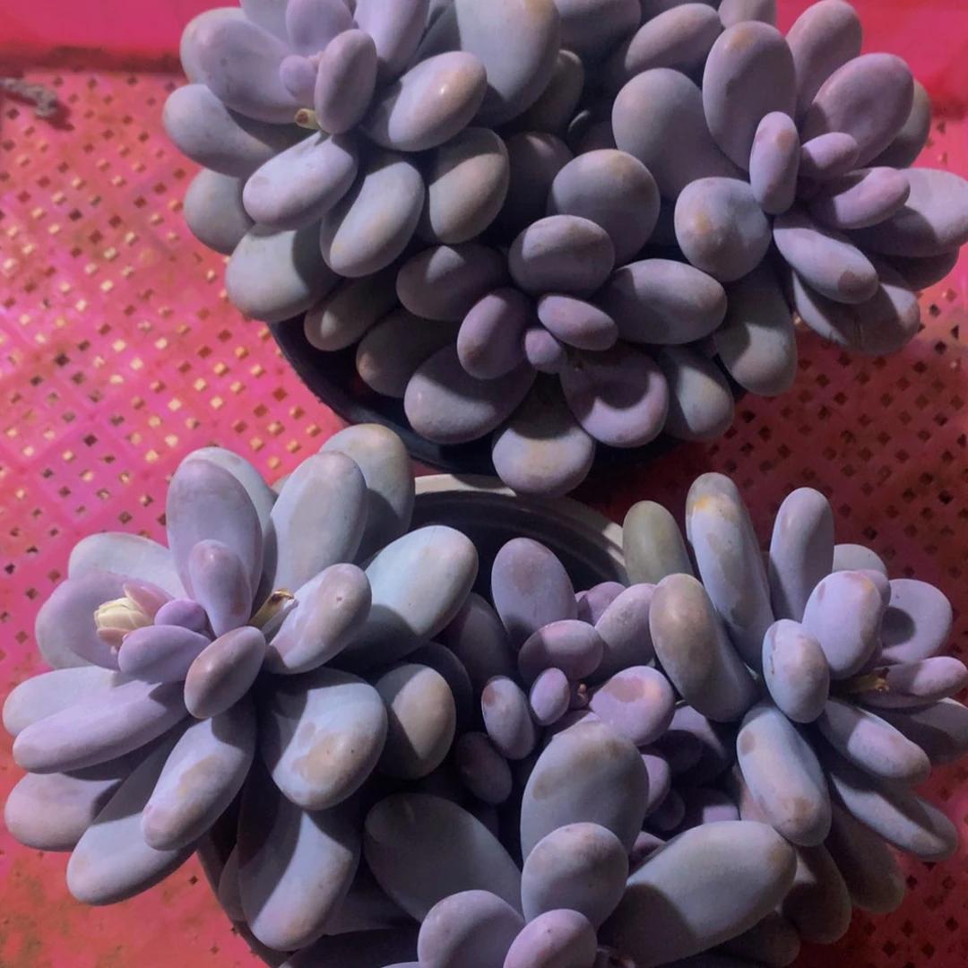 睿****常星月多肉 大桃蛋622