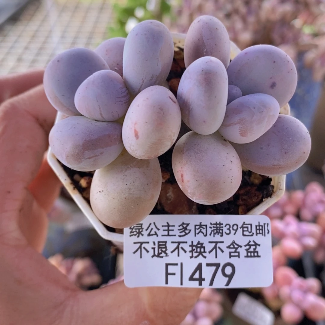 水光针奶酪6cm479多肉植物