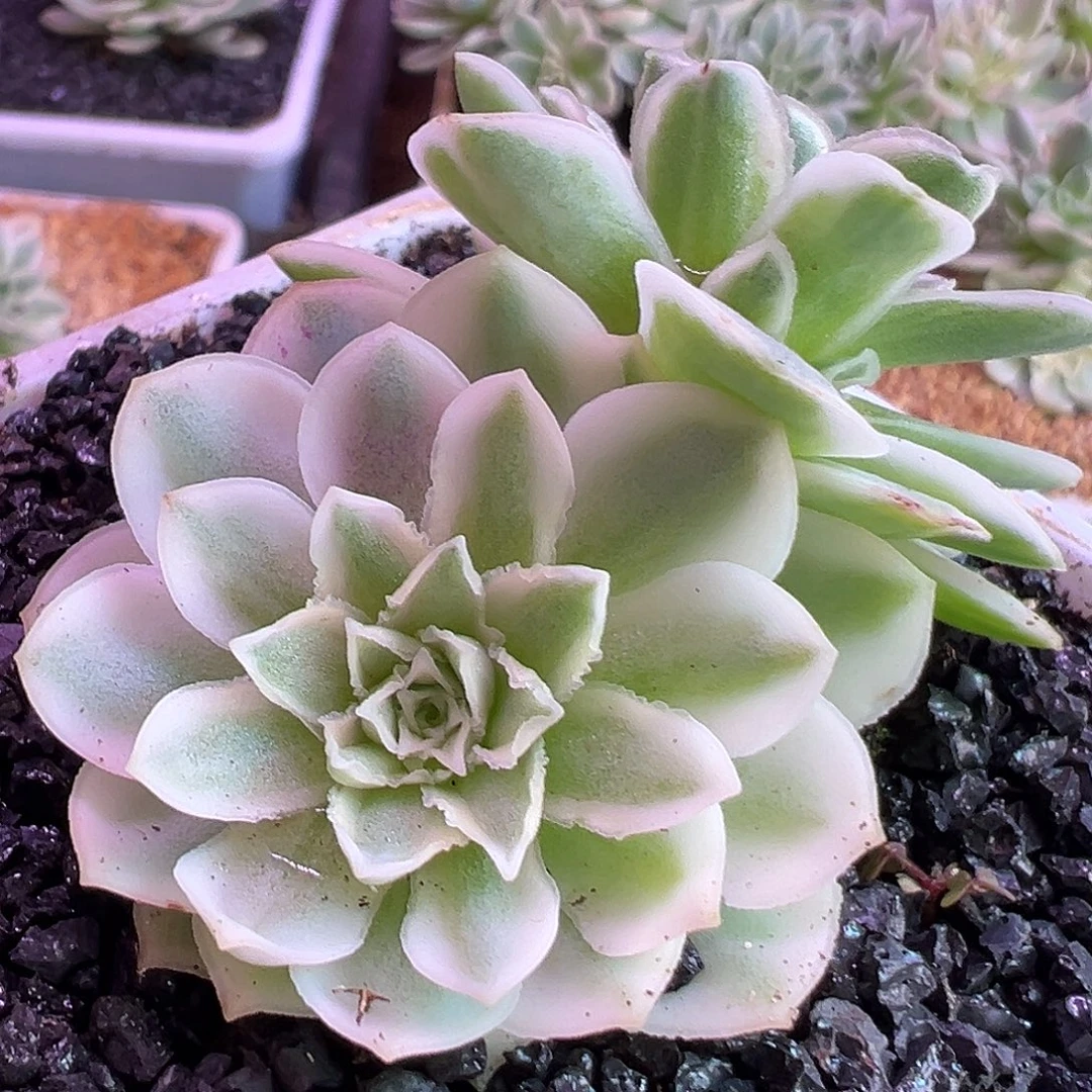 山地玫瑰锦秋夕107号