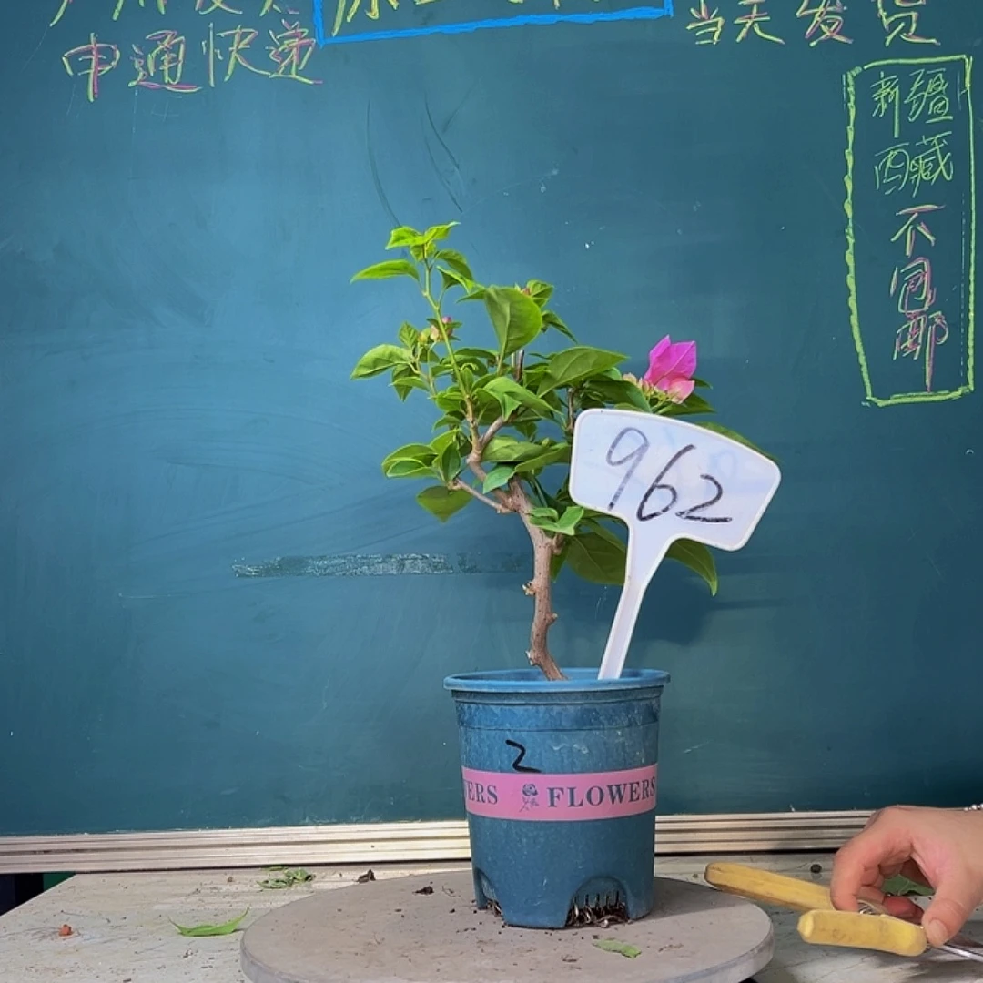 当前无花栽培后可以开花漳红樱 962