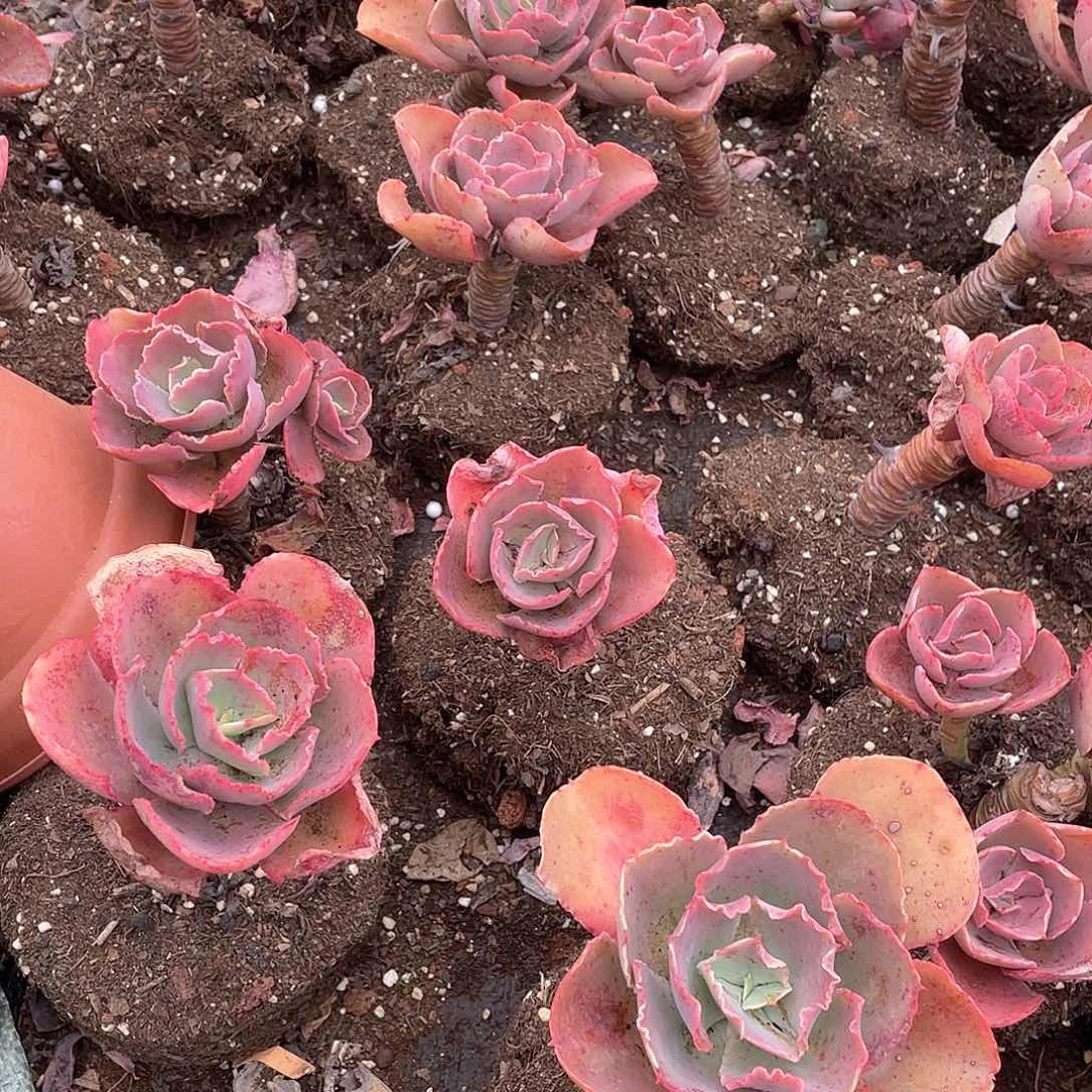 阿里莱特包菜9.9米三颗 量拍多肉