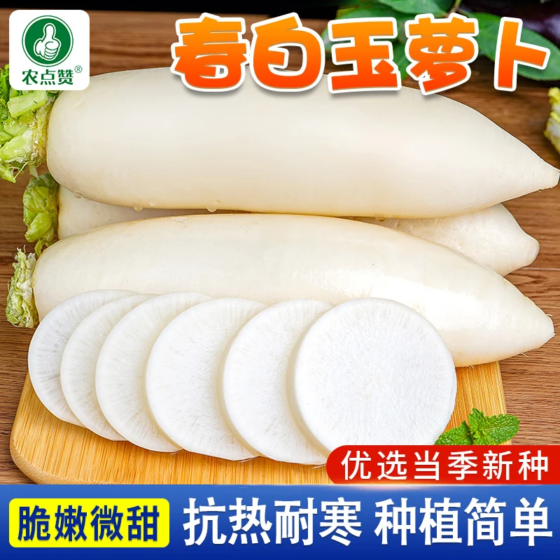 春洁白玉萝卜种子春不老萝卜农家蔬菜种籽