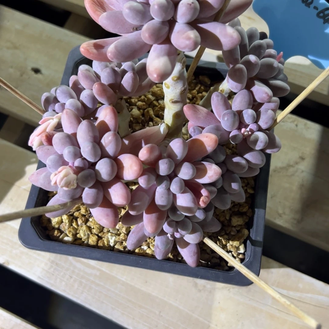 总****朕350202-64汤圆