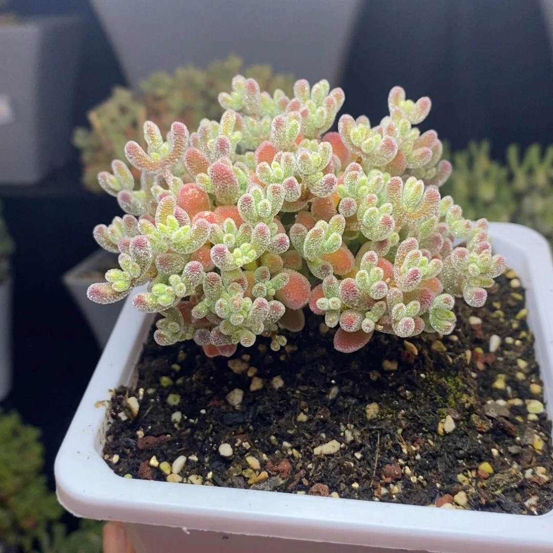 无花朵15号优选冰晶（直杆）