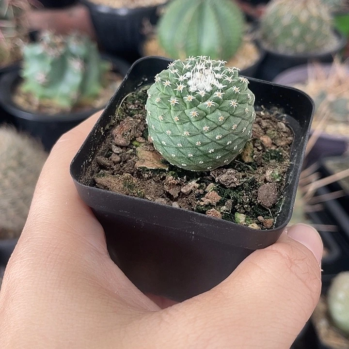 实生菊水仙人球一颗