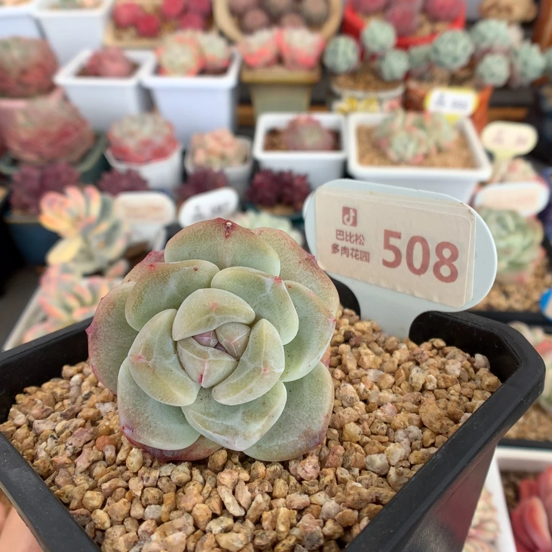 508冰玉石化多肉植物