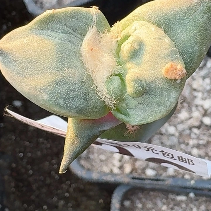 无花朵大尤怒涛苗526