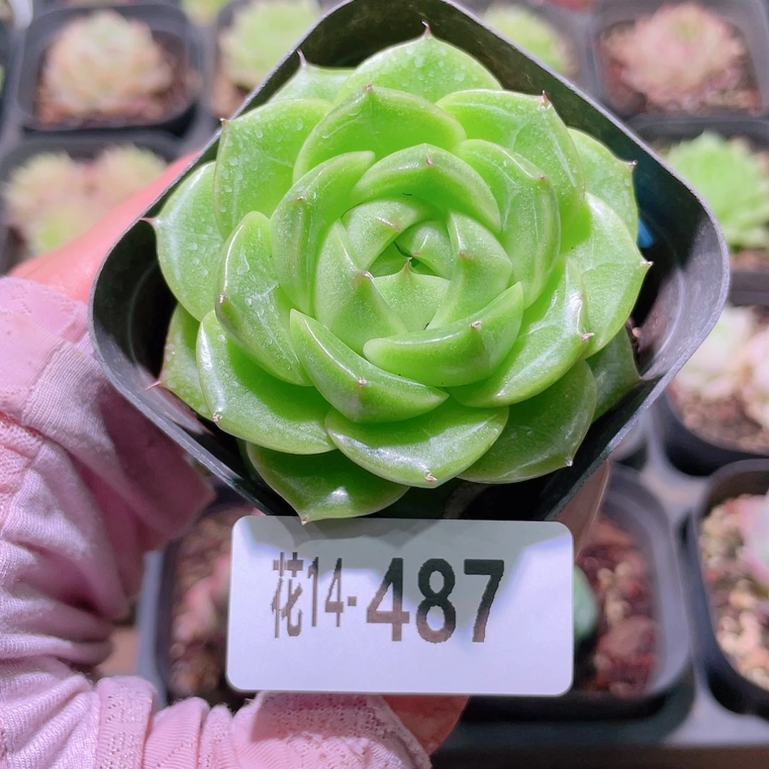 花利美14-487麦秆