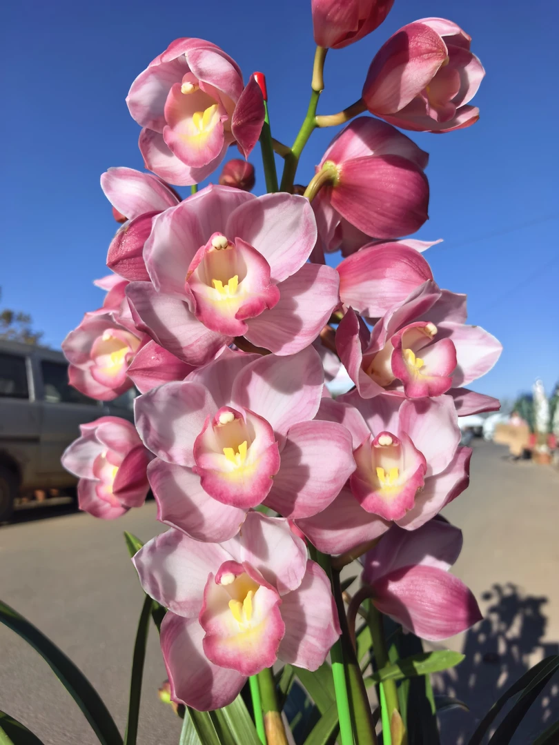 老黑家的蕙兰 【六朝金粉/直兰】大花惠兰 年宵花 室内盆栽好养活