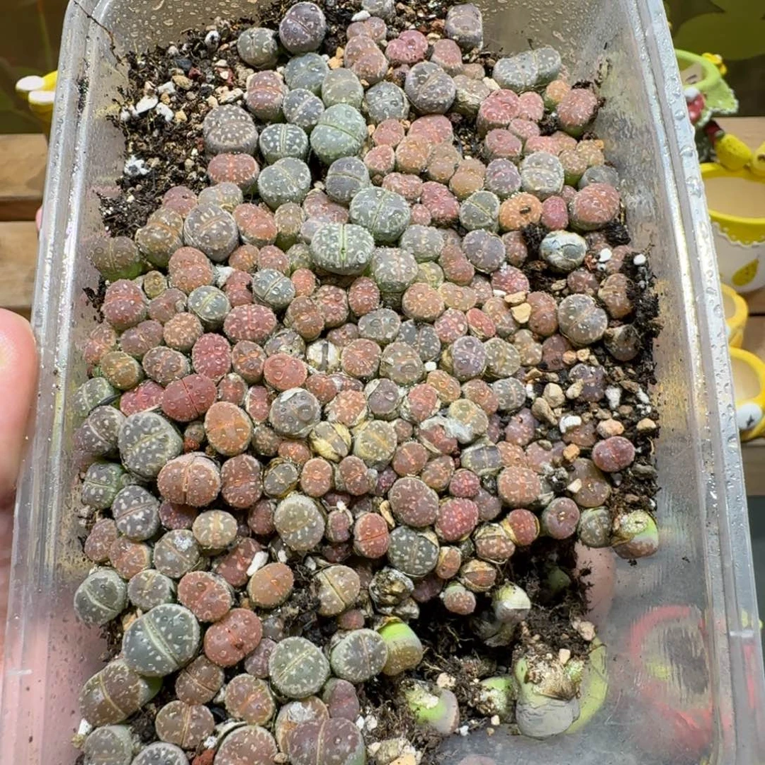 蘑菇1098橄榄切糕多肉植物