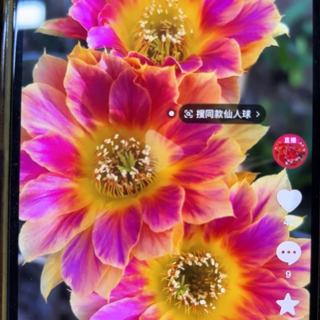 阳光明媚丽花侧牙20包邮54