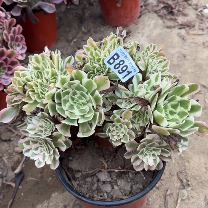 女巫缀……多肉植物的