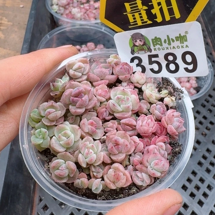 多肉植物多肉植物