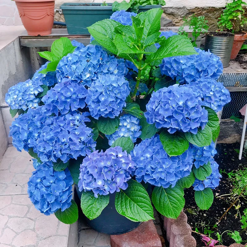 梦之蓝老桩绣球(开花蓝色 新老支开花)庭院阳台开花植物