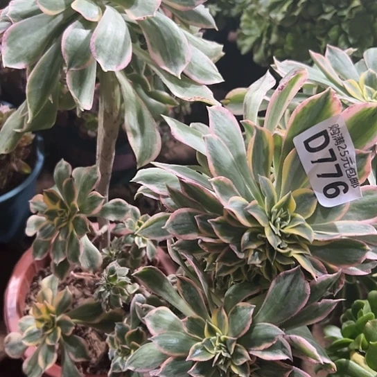 深**姐一颗多肉法师植物 小损不售后