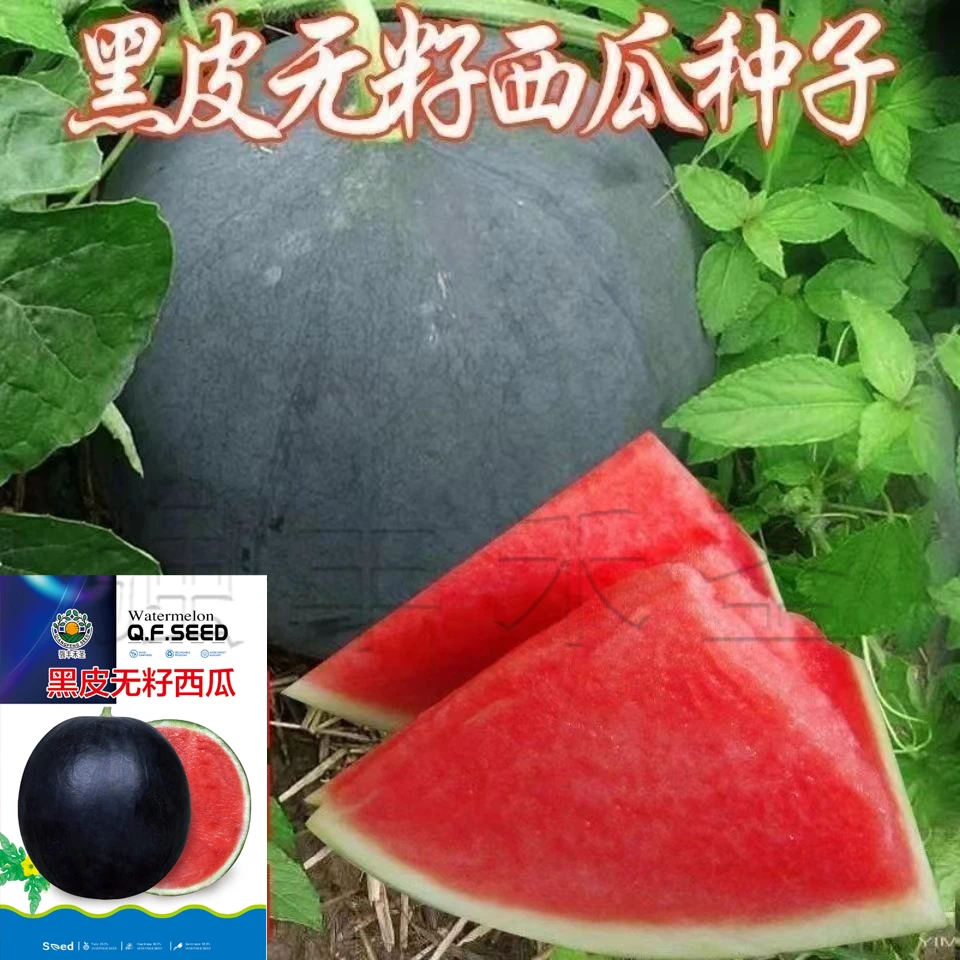 真无籽黑冠王种子黑皮红瓤无籽西瓜种子特大超甜巨型无子西瓜种籽