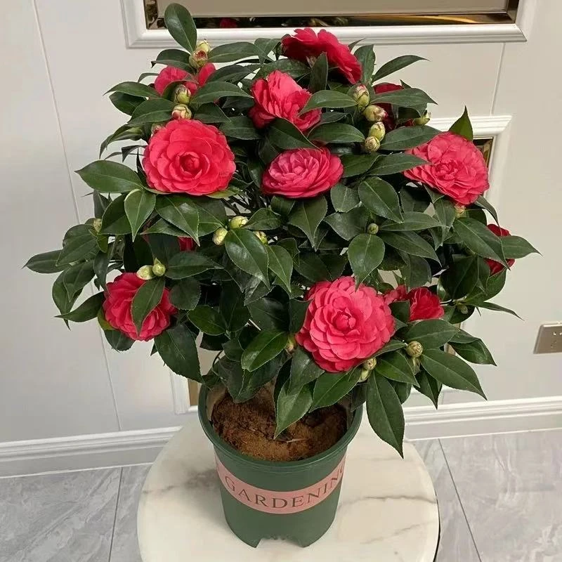 【加大版高80-1米】大红茶花四季山茶花开花老桩粗杆花卉绿植带花苞