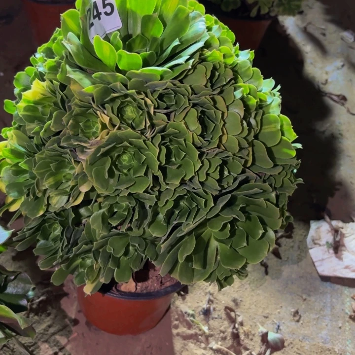 245七彩多肉植物不售后