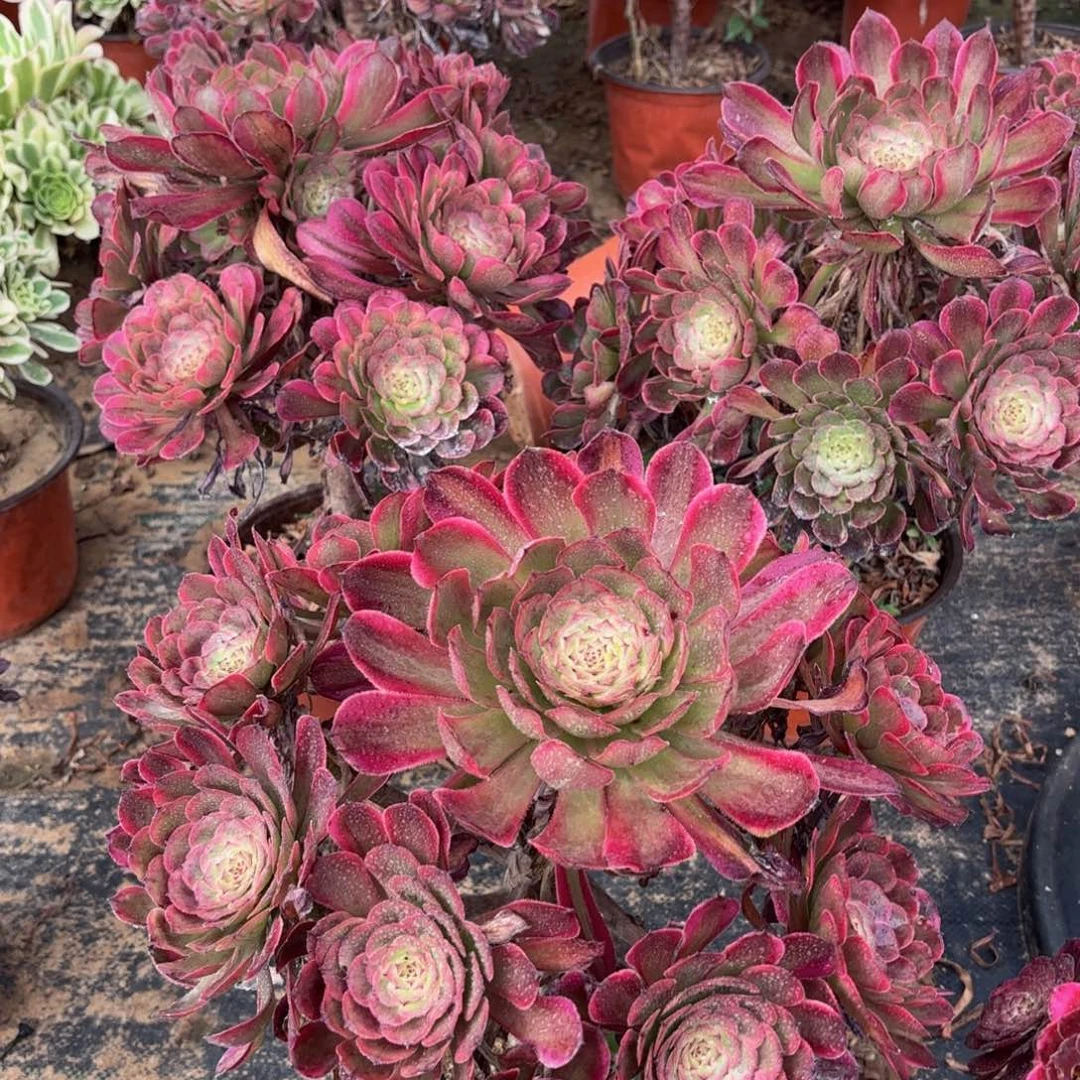 红金刚13.8多肉植物