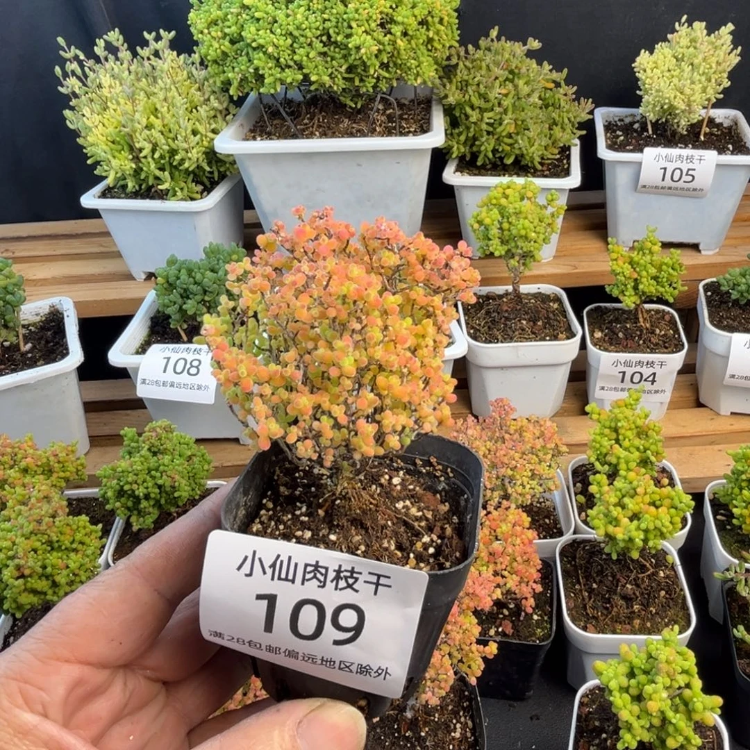 109枝干番杏精控彩蜜橘