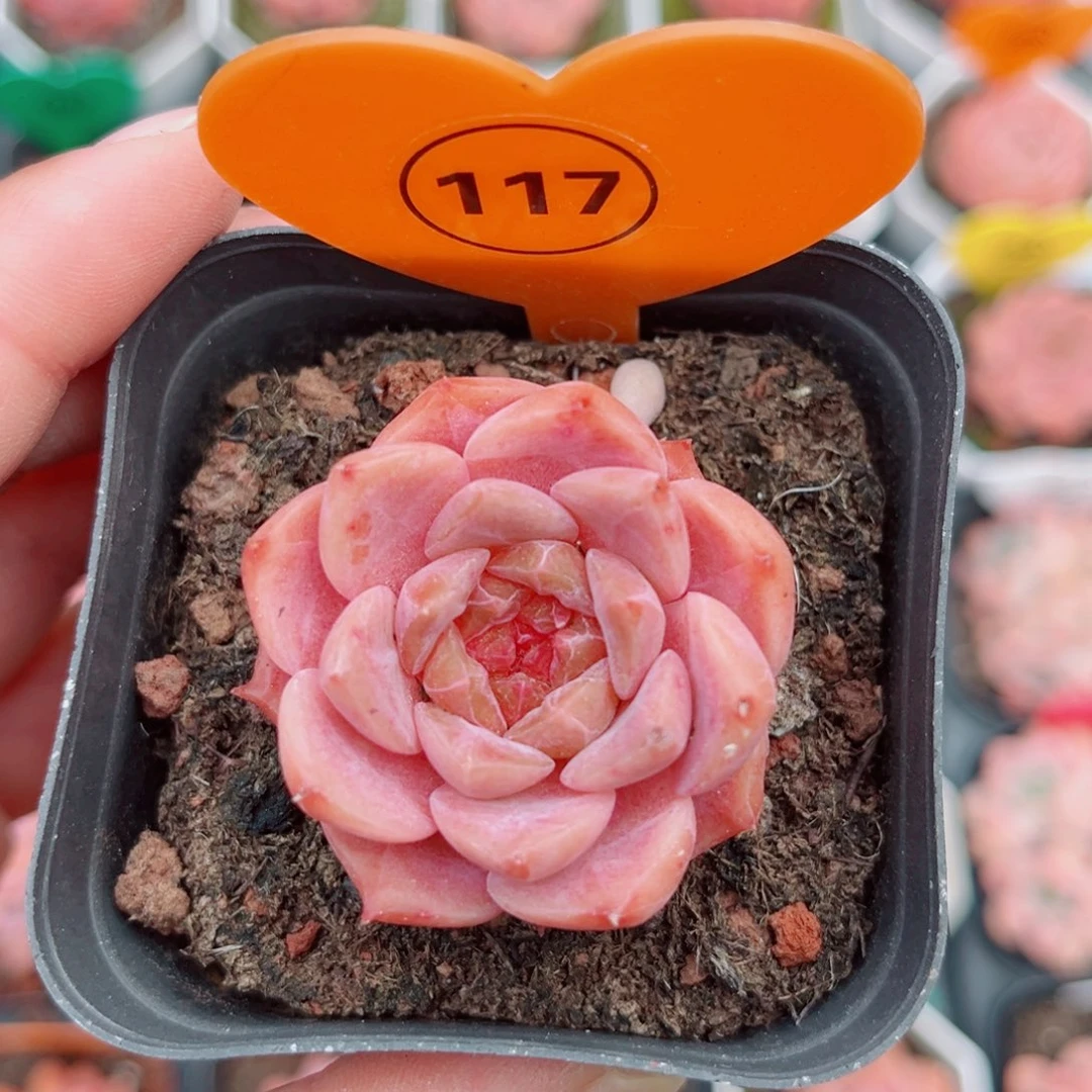 117号小老桩糖心单头