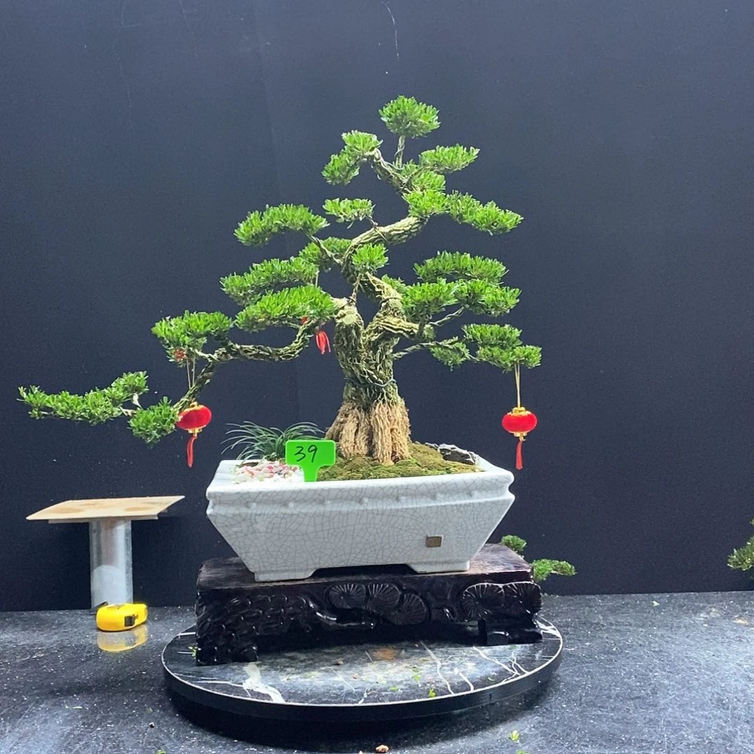 无花朵黄杨盆景艺术