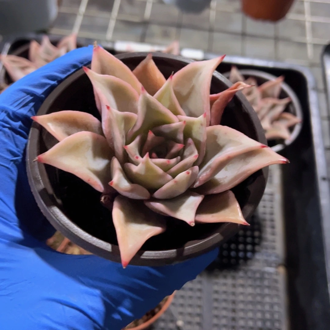 饺子皮多肉植物多肉