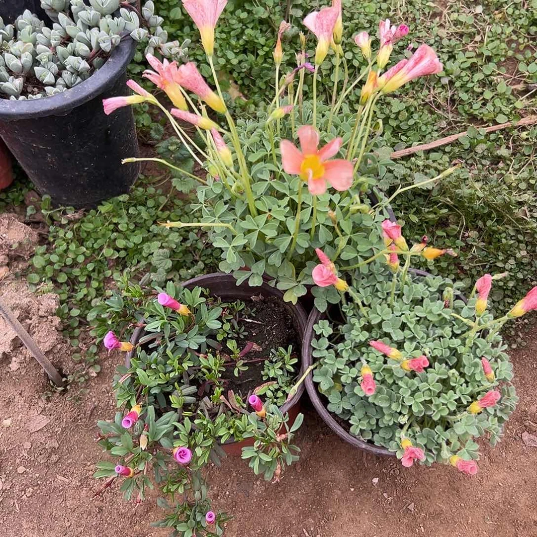 多肉植物三颗酢浆草