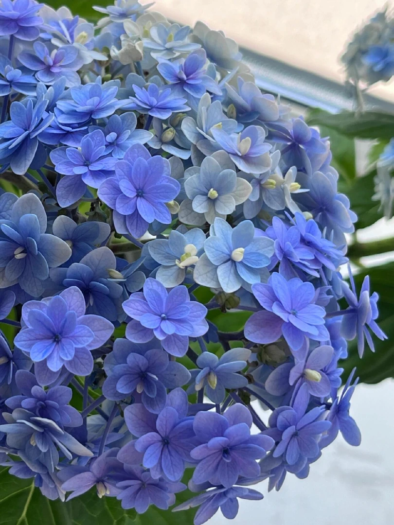 重瓣战斗机花手鞠