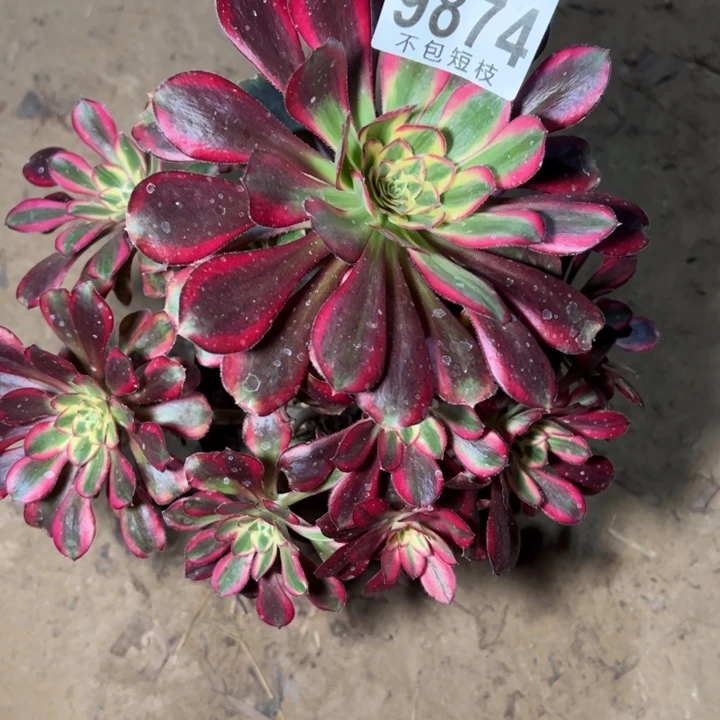 冰淇淋锦多肉植物9874