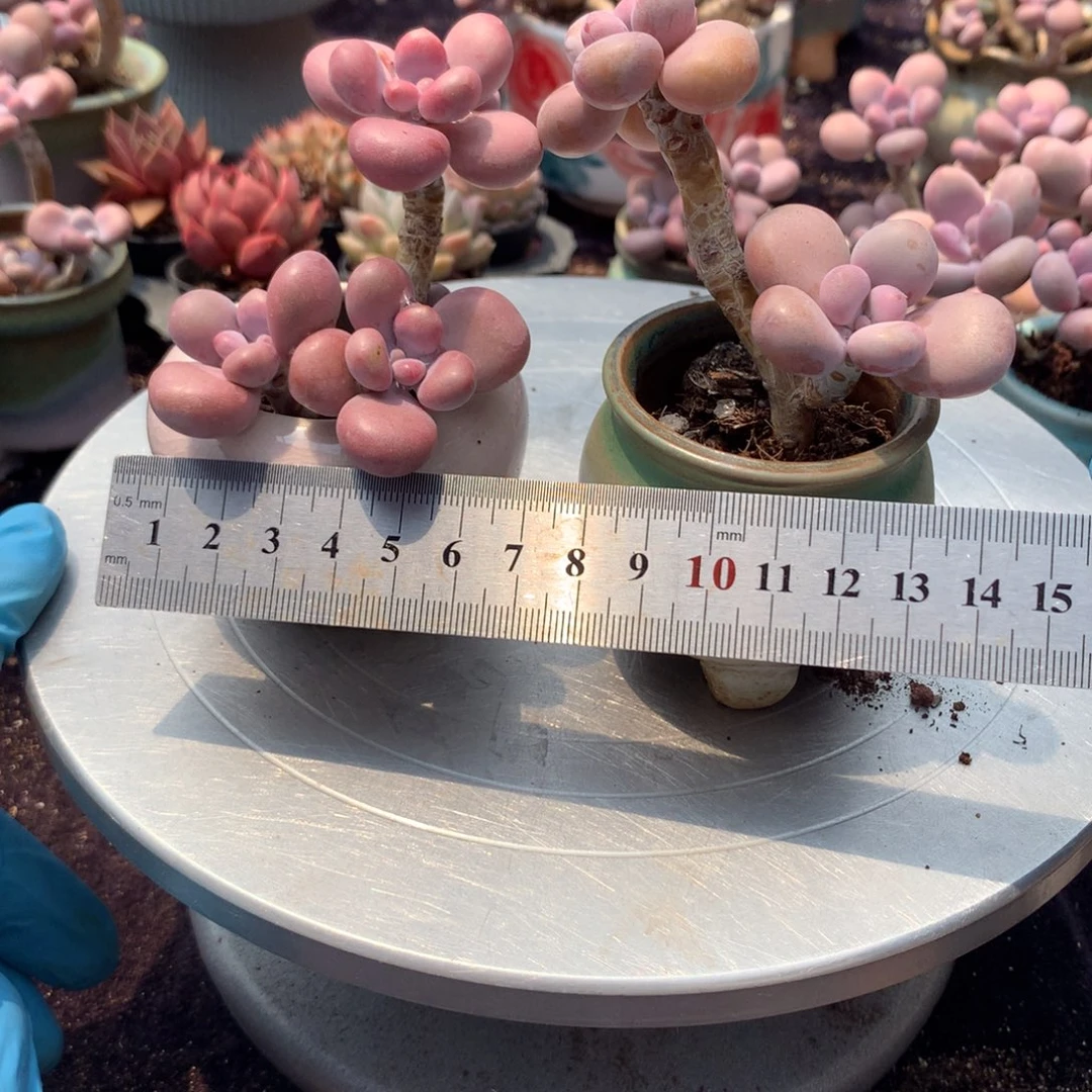 2颗带盆偏远地区不包邮的
