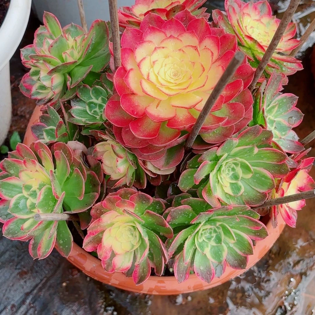 开****云南多肉植物海鲜