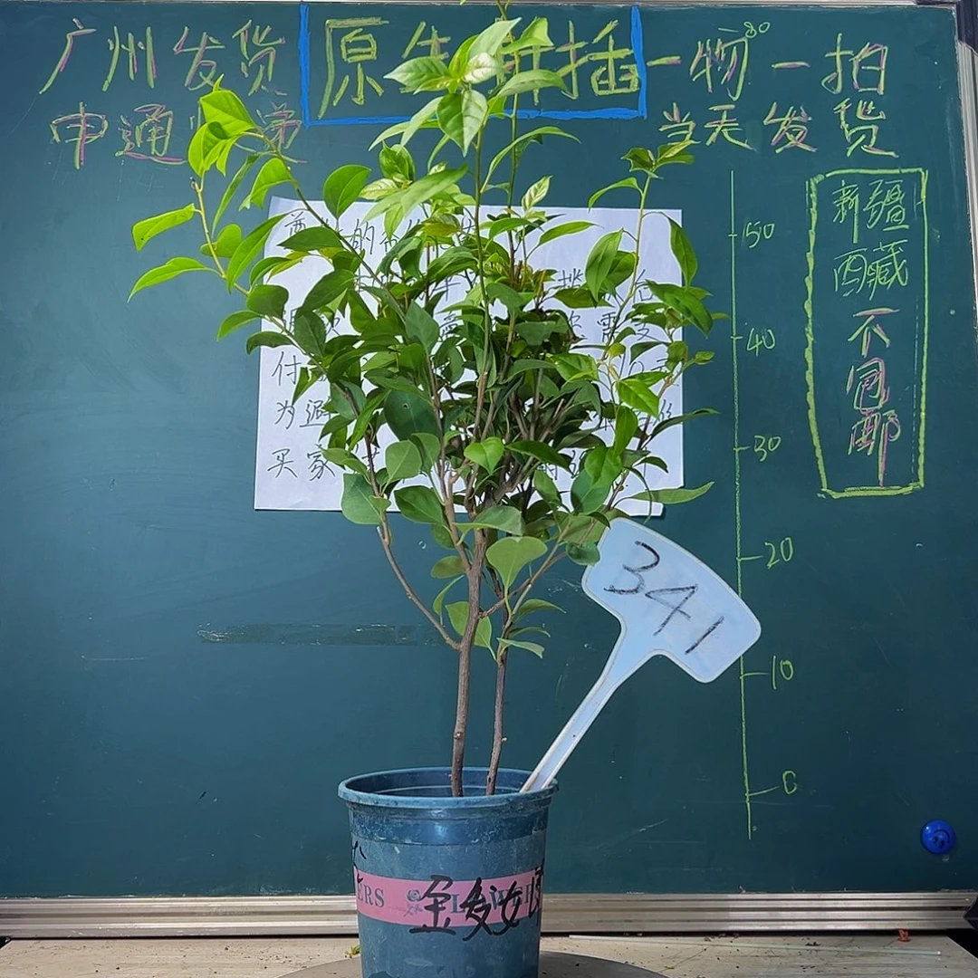 当前无花栽培后可以开花 双杆 金发女郎  341
