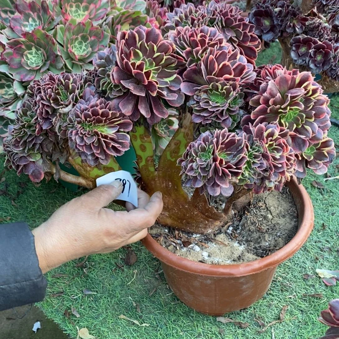 不开花植物397号欧嘉莉缀化1颗