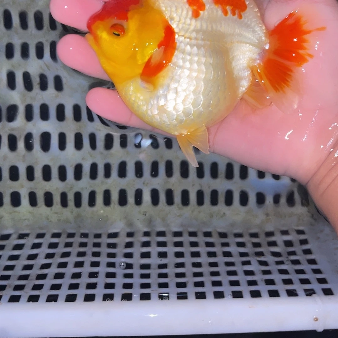 海水鱼包邮123456