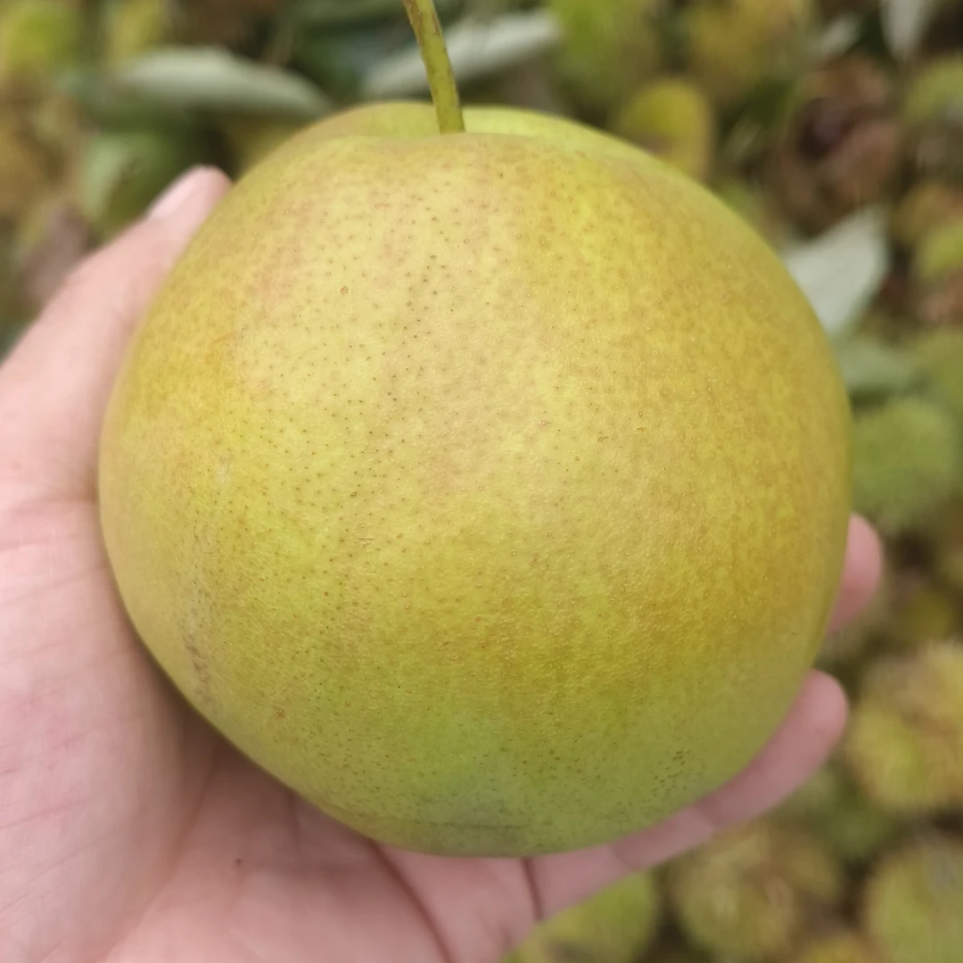 山地自然熟儿玉露香梨北京市