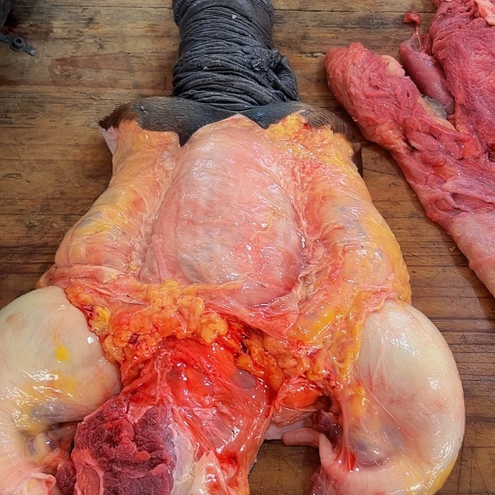 广西土耕马马肉、沙姜炒马肉中国大陆