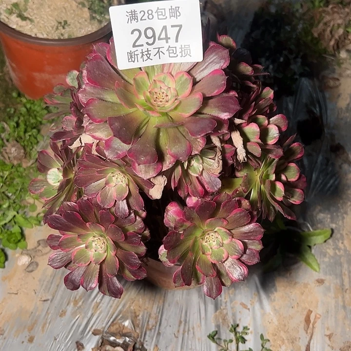 2947霁月多肉植物