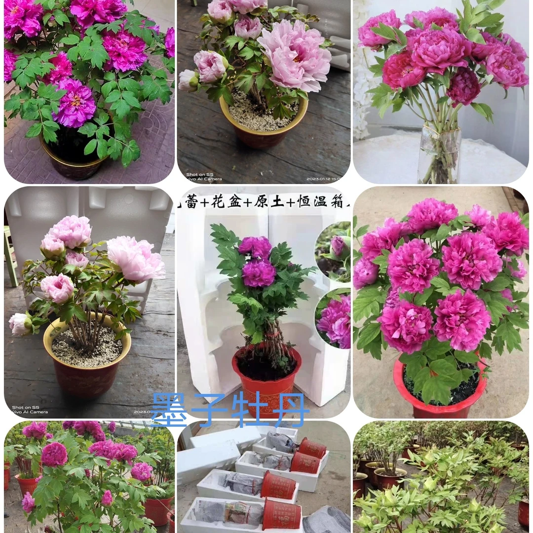 菏泽春节鲜花牡丹年宵花牡丹大花千层