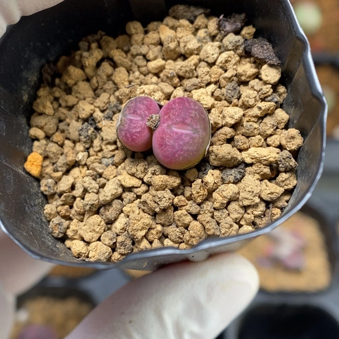 多肉植物肉锥杂交K-4270