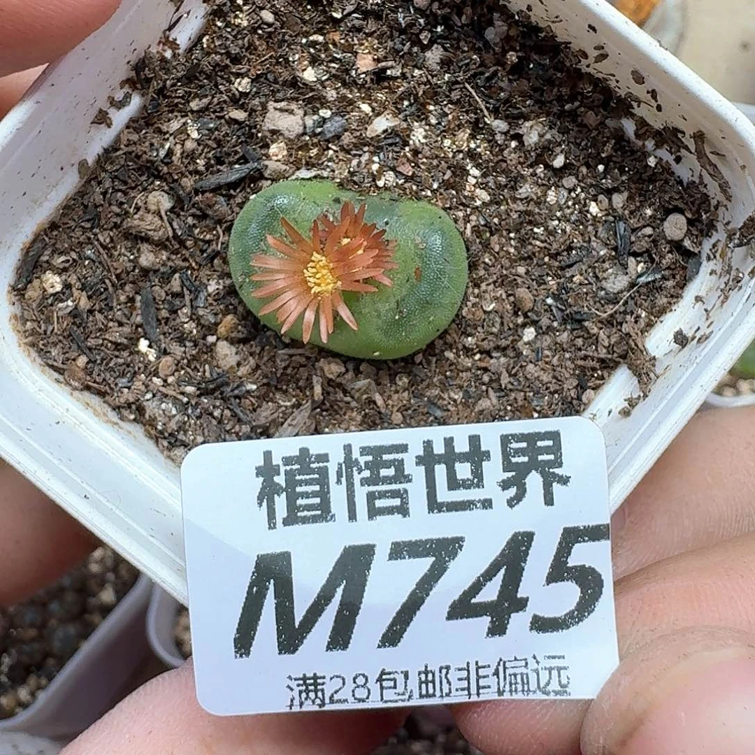 多肉植物的润泽和df