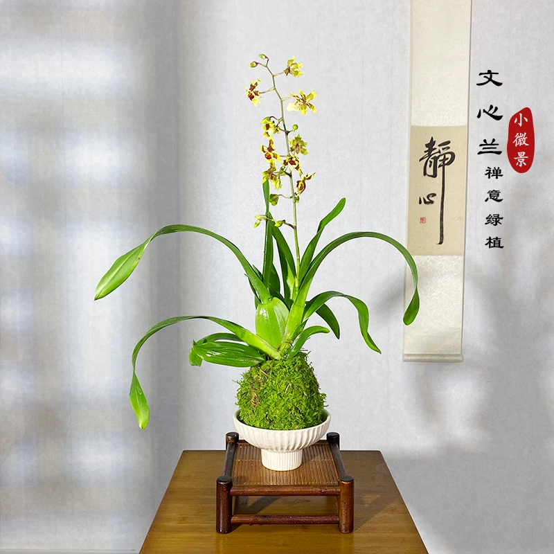 【宏展】文心兰苔藓球绿植(带花苞)开花浓香梦香文心兰室内客厅花卉