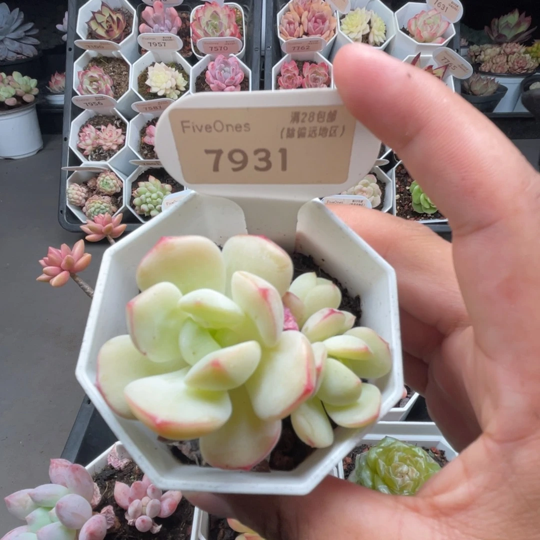 7931香草  5.0厘米