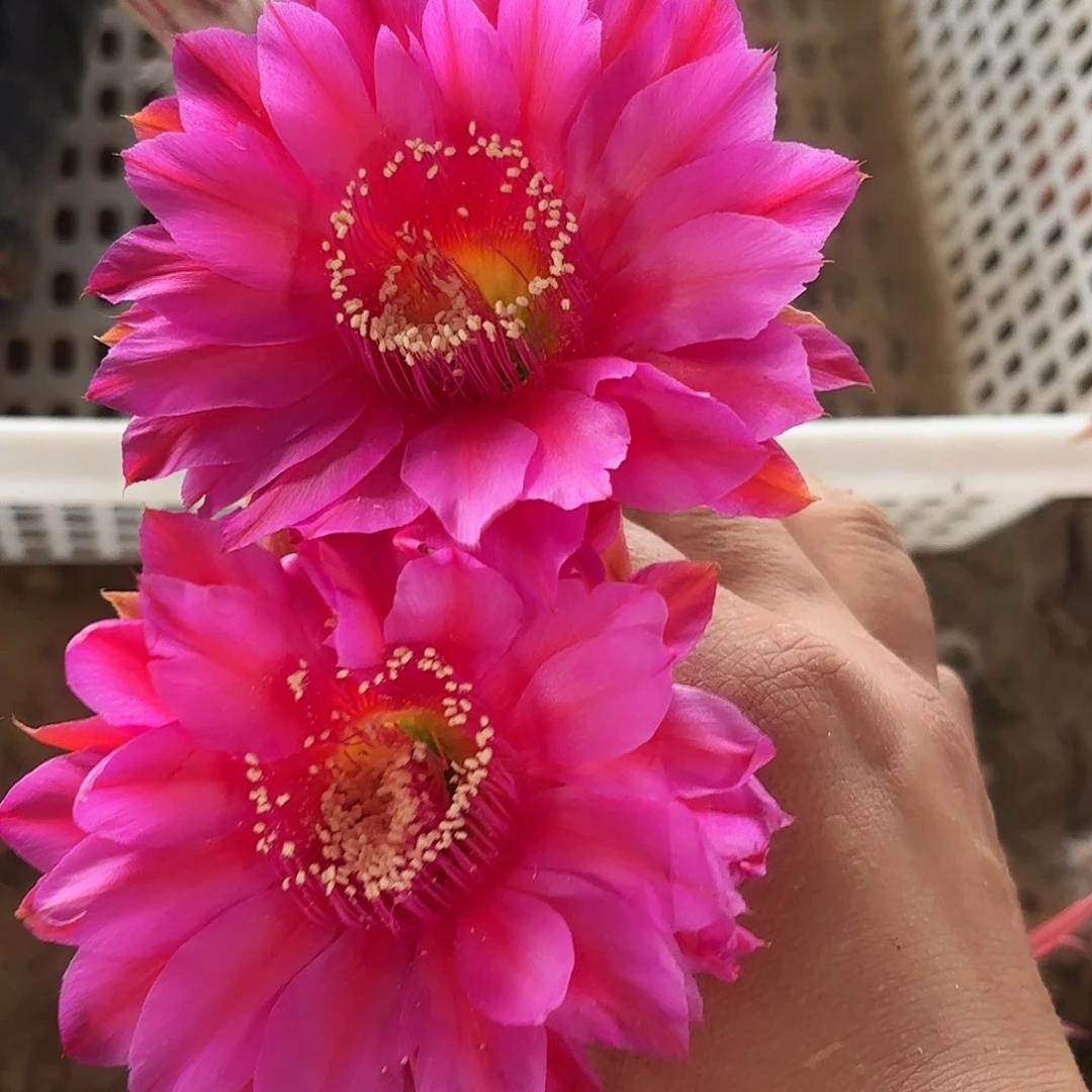 450 有根瑕疵20包邮