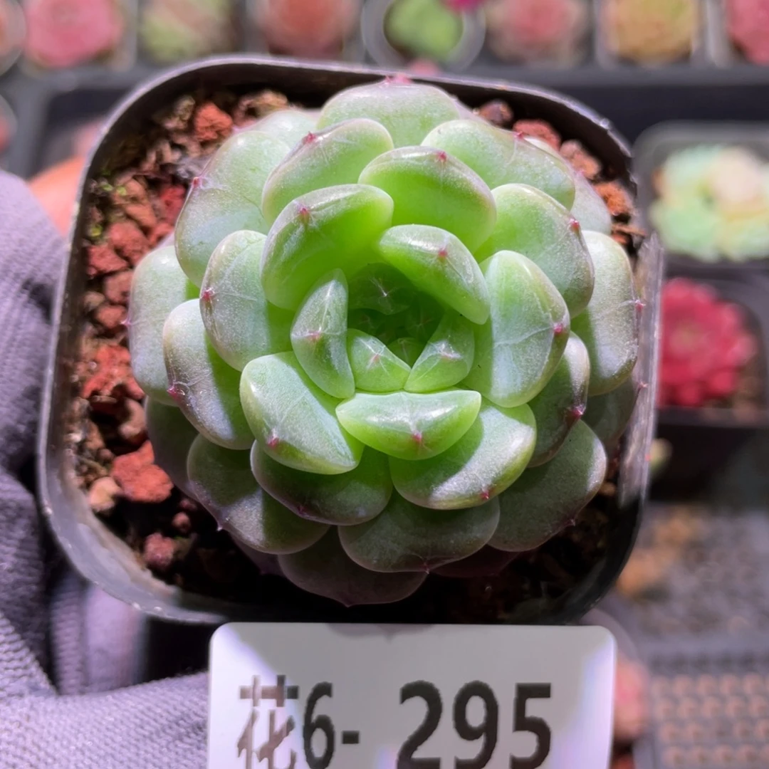 花利美6-295新品