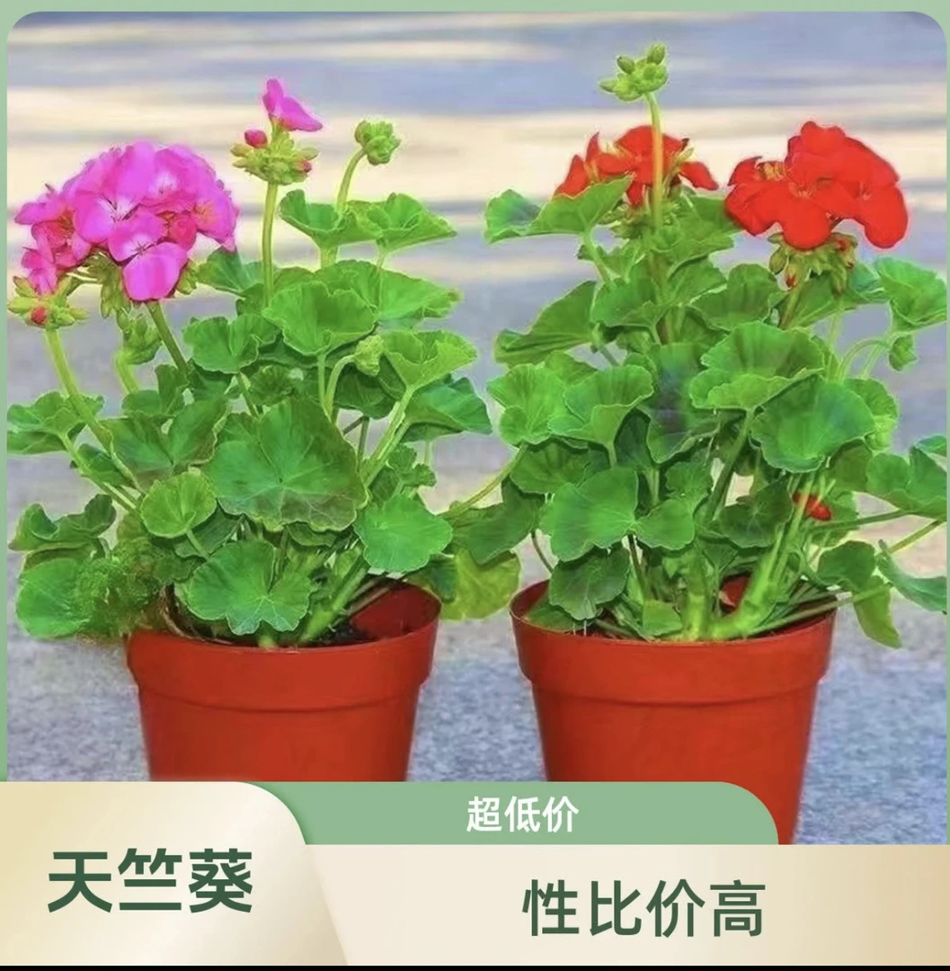 天竺葵盆栽洋绣球大花多季节开花室内阳台庭院好养爆花机器