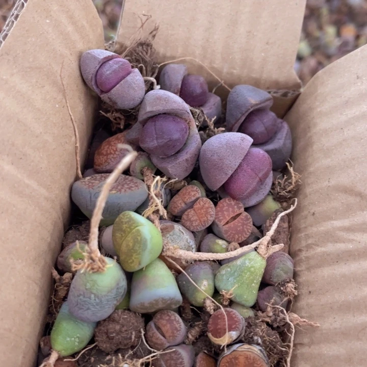 一箱拖土单头88888888