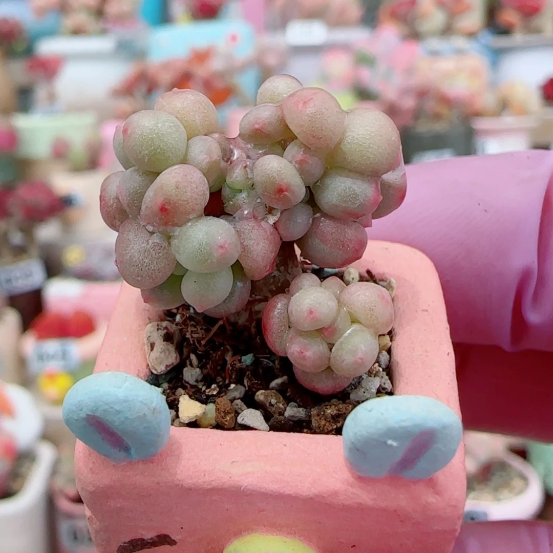 迷你彩虹奶 盆口1.8cm